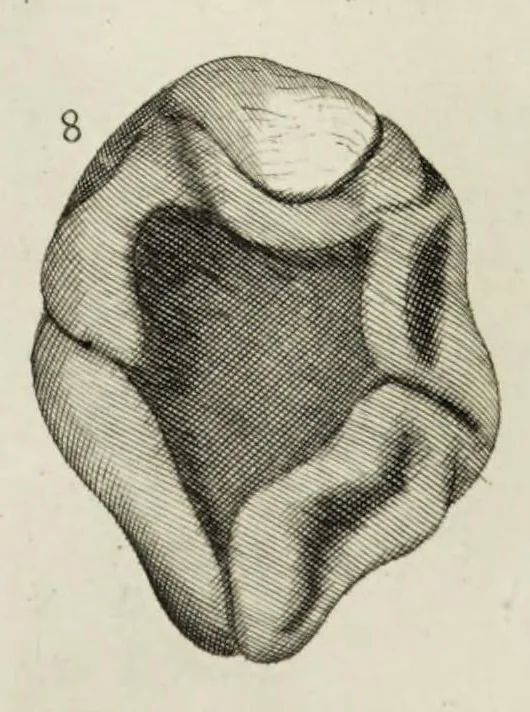 An illustration from The natural history of Lancashire, Cheshire, and the Peak, in Derbyshire: with an account of the British, Phoenician, Armenian, Gr[eek] and Rom[an] antiquities in those parts, 1700, leaf 236