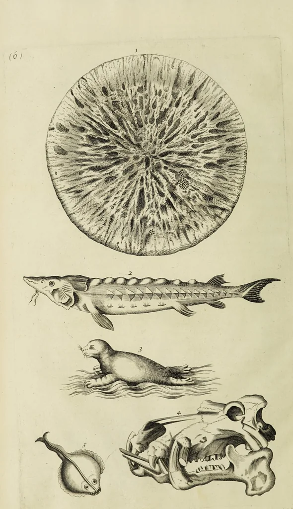 An illustration from The natural history of Lancashire, Cheshire, and the Peak, in Derbyshire: with an account of the British, Phoenician, Armenian, Gr[eek] and Rom[an] antiquities in those parts, 1700, leaf 244