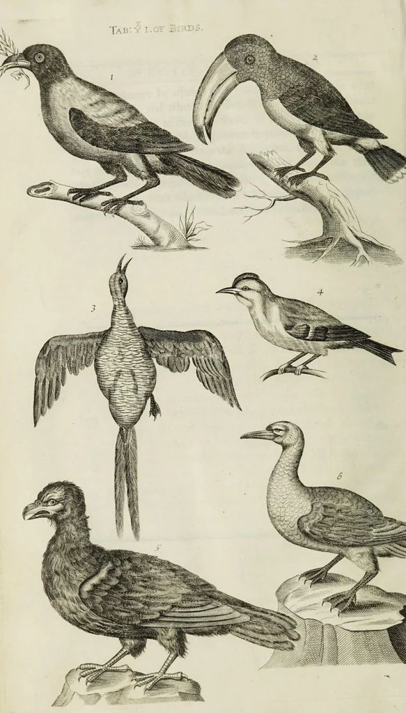 An illustration from The natural history of Lancashire, Cheshire, and the Peak, in Derbyshire: with an account of the British, Phoenician, Armenian, Gr[eek] and Rom[an] antiquities in those parts, 1700, leaf 260