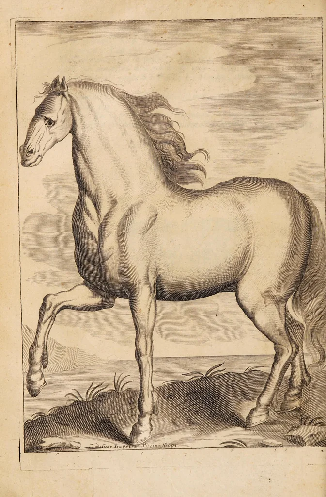 An illustration from L'arte di ben conoscere, e distinguere le qualità de' cavalli, d'introdurre, e conservare una razza nobile, e di risanare il cavallo dà mali, à quali soggiace ..., 1700, leaf 20