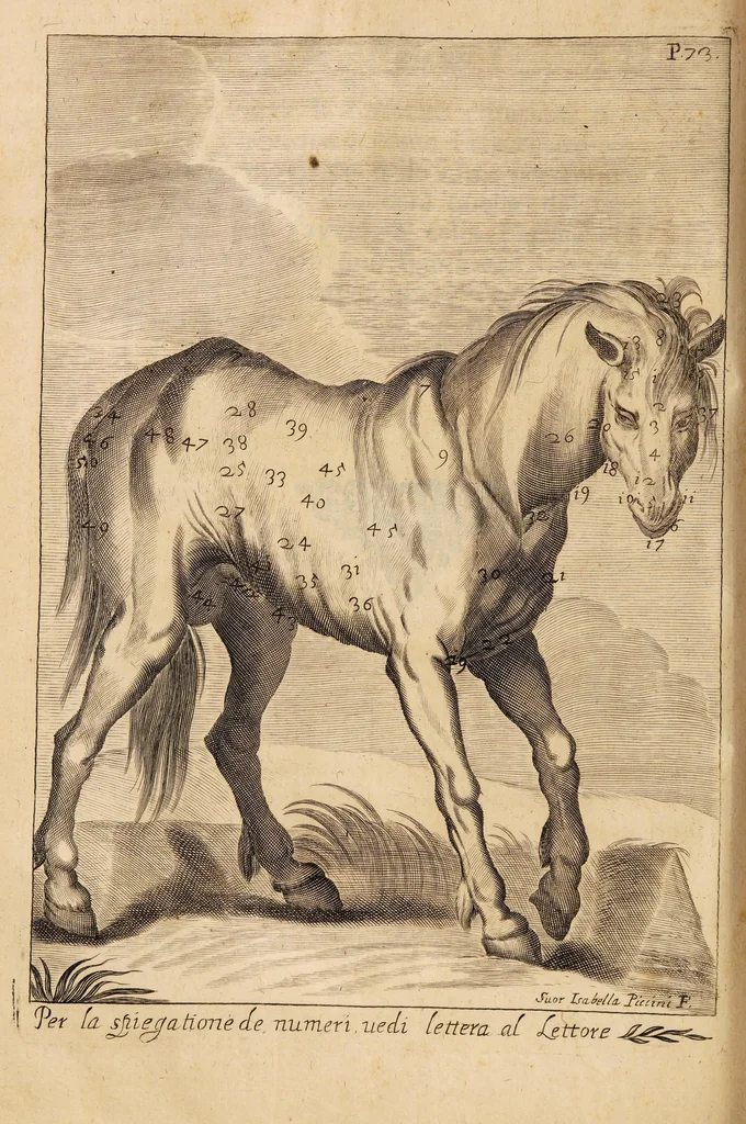 An illustration from L'arte di ben conoscere, e distinguere le qualità de' cavalli, d'introdurre, e conservare una razza nobile, e di risanare il cavallo dà mali, à quali soggiace ..., 1700, leaf 94