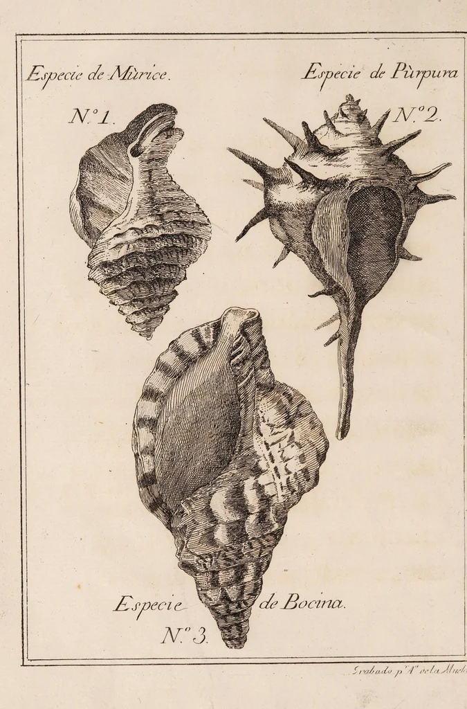 An illustration from Memorias sobre la púrpura de los antiguos, restaurada en España ; que de orden de la Real Junta General de Comericio, y Moneda, se dan al público ... en que se trata de su hallazgo, antiguedad, progresos, estimacion, decadencia y olvido; y del modo como puede restablecerse y aprovecharse en las costas de la Peninsula y demas dominios de S.M. por medio de las varias conchas, granos, y gusanos de mar, 1779, leaf 14