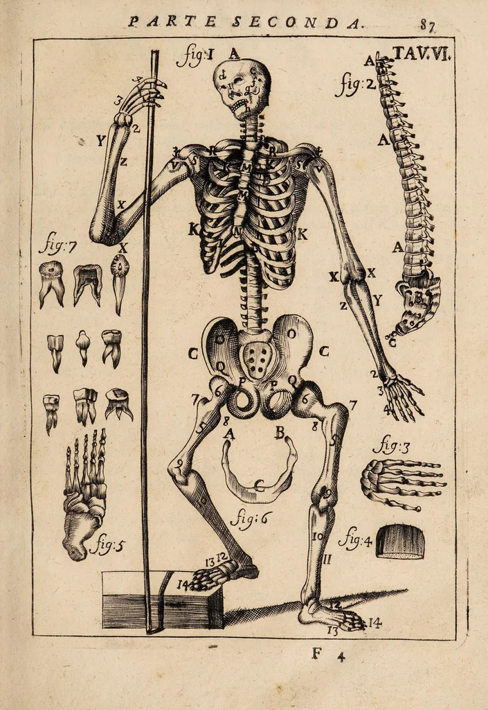 An illustration from Il corpo-umano, o breve storia, dove con nuovo metodo si descrivono in compendio tutti gli organi suoi, e i loro principali ufizi, per istruire a bene intendere, secondo il nuovo sistema, la teorica e pratica medicinale, 1700, leaf 107