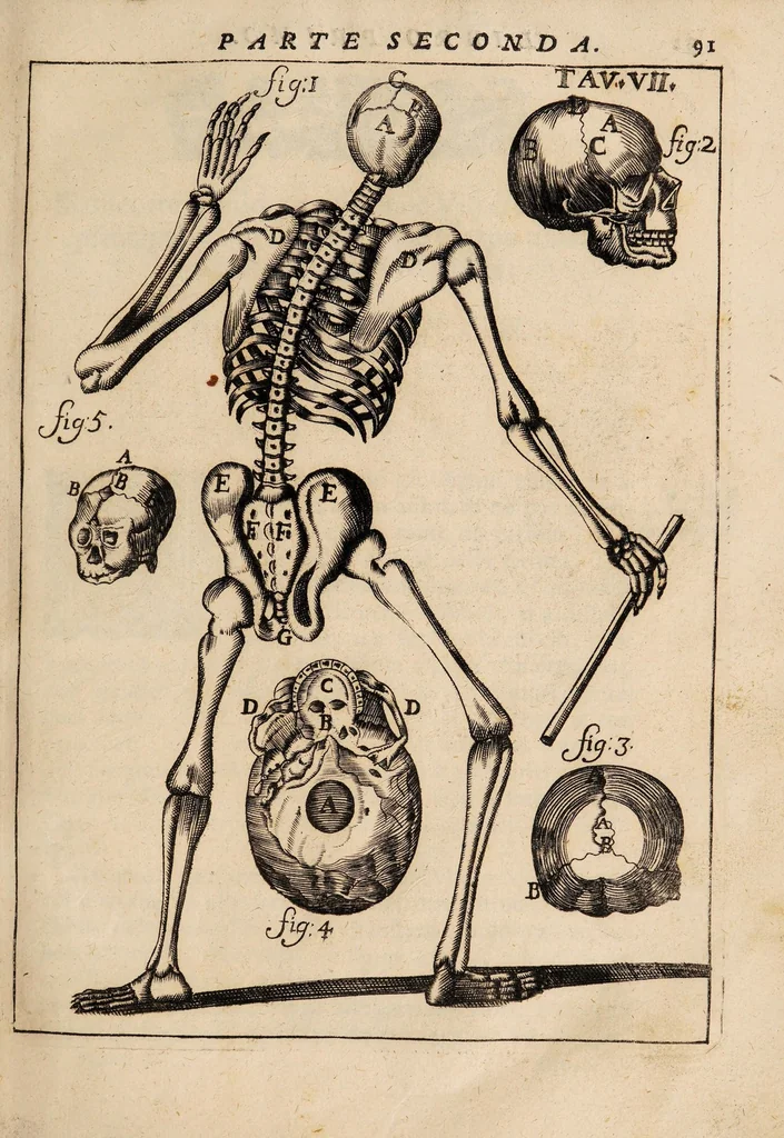 An illustration from Il corpo-umano, o breve storia, dove con nuovo metodo si descrivono in compendio tutti gli organi suoi, e i loro principali ufizi, per istruire a bene intendere, secondo il nuovo sistema, la teorica e pratica medicinale, 1700, leaf 111