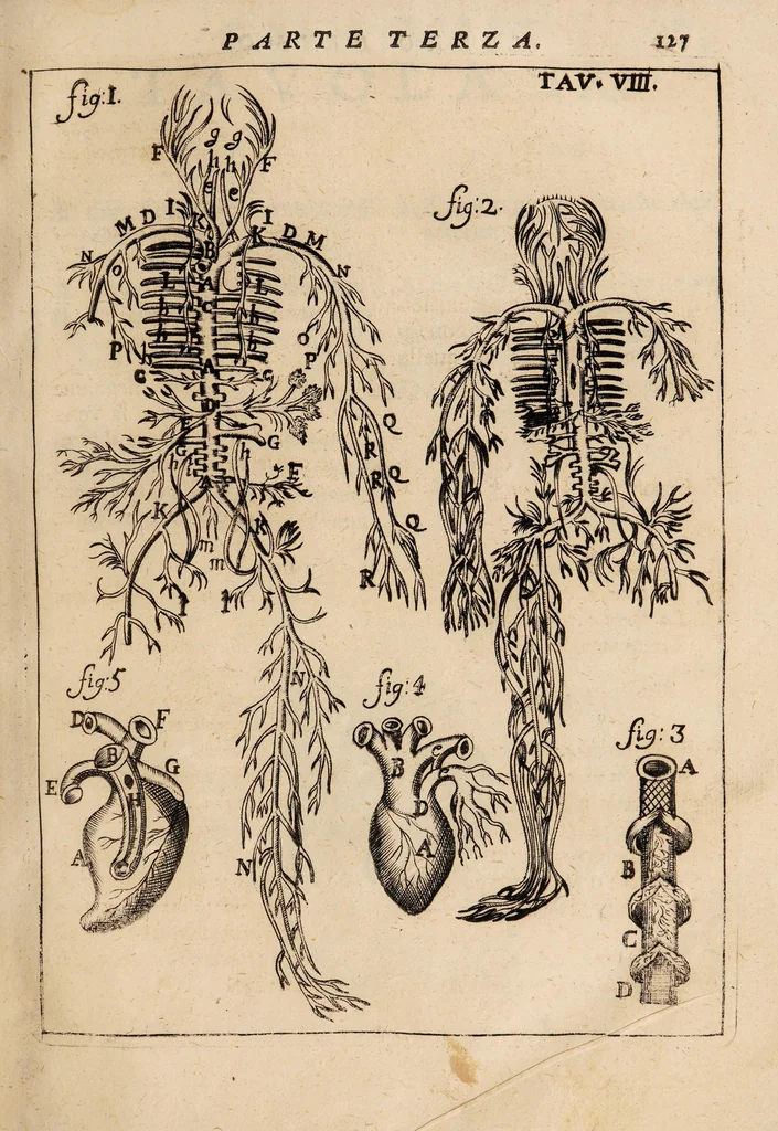 An illustration from Il corpo-umano, o breve storia, dove con nuovo metodo si descrivono in compendio tutti gli organi suoi, e i loro principali ufizi, per istruire a bene intendere, secondo il nuovo sistema, la teorica e pratica medicinale, 1700, leaf 147