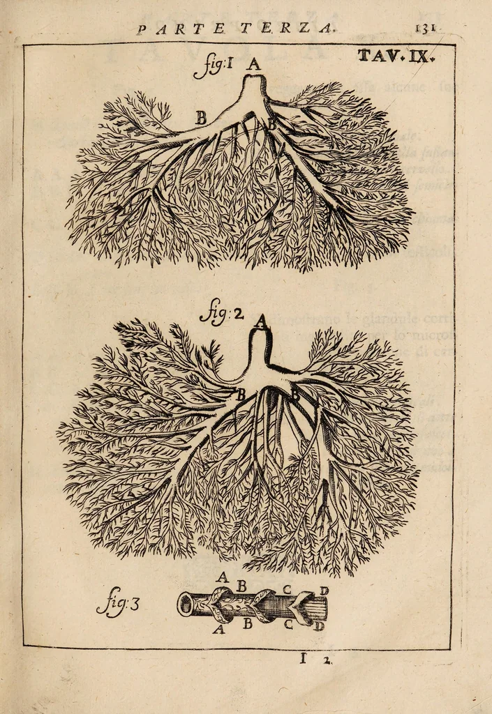 An illustration from Il corpo-umano, o breve storia, dove con nuovo metodo si descrivono in compendio tutti gli organi suoi, e i loro principali ufizi, per istruire a bene intendere, secondo il nuovo sistema, la teorica e pratica medicinale, 1700, leaf 151