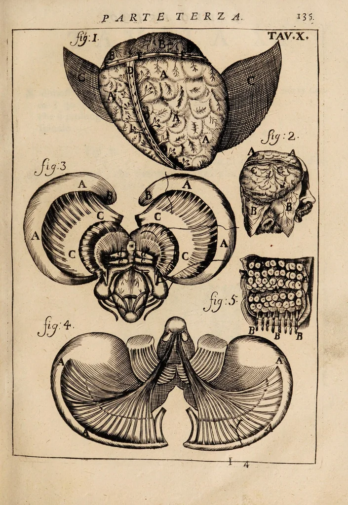 An illustration from Il corpo-umano, o breve storia, dove con nuovo metodo si descrivono in compendio tutti gli organi suoi, e i loro principali ufizi, per istruire a bene intendere, secondo il nuovo sistema, la teorica e pratica medicinale, 1700, leaf 155
