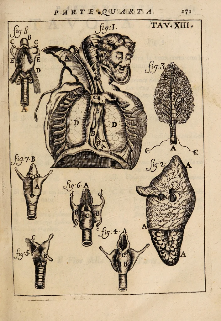 An illustration from Il corpo-umano, o breve storia, dove con nuovo metodo si descrivono in compendio tutti gli organi suoi, e i loro principali ufizi, per istruire a bene intendere, secondo il nuovo sistema, la teorica e pratica medicinale, 1700, leaf 191