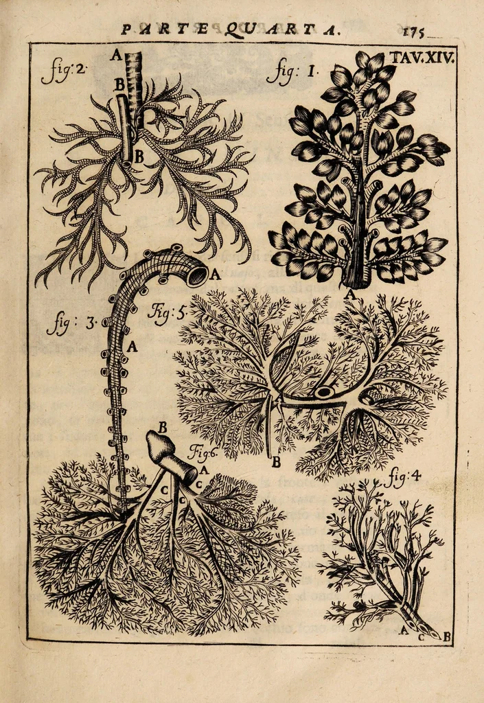An illustration from Il corpo-umano, o breve storia, dove con nuovo metodo si descrivono in compendio tutti gli organi suoi, e i loro principali ufizi, per istruire a bene intendere, secondo il nuovo sistema, la teorica e pratica medicinale, 1700, leaf 195