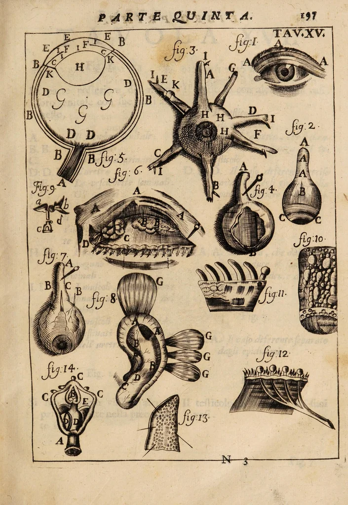An illustration from Il corpo-umano, o breve storia, dove con nuovo metodo si descrivono in compendio tutti gli organi suoi, e i loro principali ufizi, per istruire a bene intendere, secondo il nuovo sistema, la teorica e pratica medicinale, 1700, leaf 217