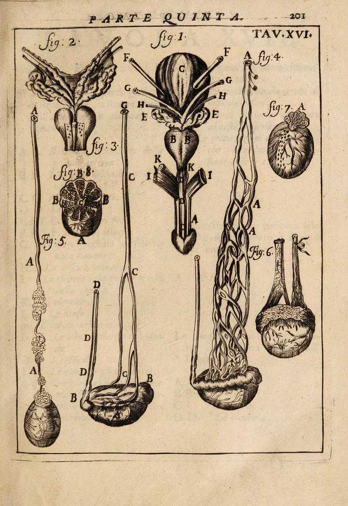An illustration from Il corpo-umano, o breve storia, dove con nuovo metodo si descrivono in compendio tutti gli organi suoi, e i loro principali ufizi, per istruire a bene intendere, secondo il nuovo sistema, la teorica e pratica medicinale, 1700, leaf 221