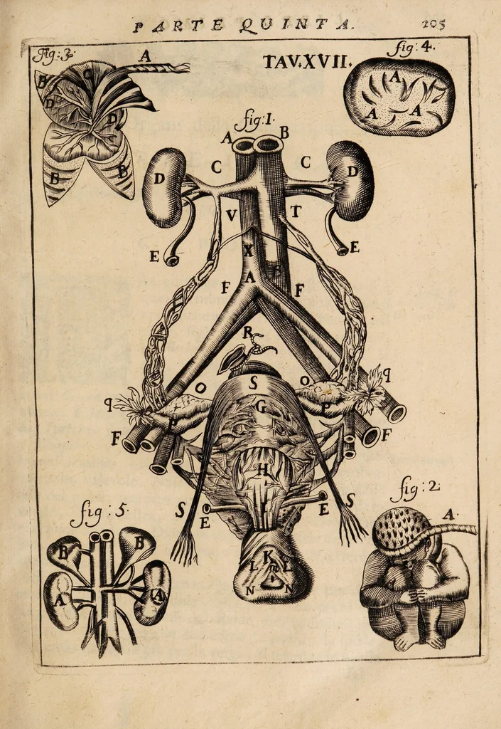 An illustration from Il corpo-umano, o breve storia, dove con nuovo metodo si descrivono in compendio tutti gli organi suoi, e i loro principali ufizi, per istruire a bene intendere, secondo il nuovo sistema, la teorica e pratica medicinale, 1700, leaf 225