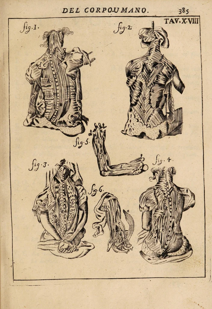 An illustration from Il corpo-umano, o breve storia, dove con nuovo metodo si descrivono in compendio tutti gli organi suoi, e i loro principali ufizi, per istruire a bene intendere, secondo il nuovo sistema, la teorica e pratica medicinale, 1700, leaf 405