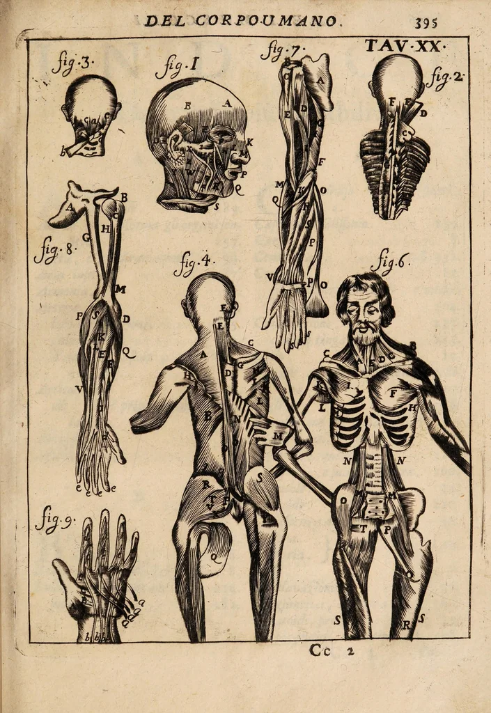 An illustration from Il corpo-umano, o breve storia, dove con nuovo metodo si descrivono in compendio tutti gli organi suoi, e i loro principali ufizi, per istruire a bene intendere, secondo il nuovo sistema, la teorica e pratica medicinale, 1700, leaf 415