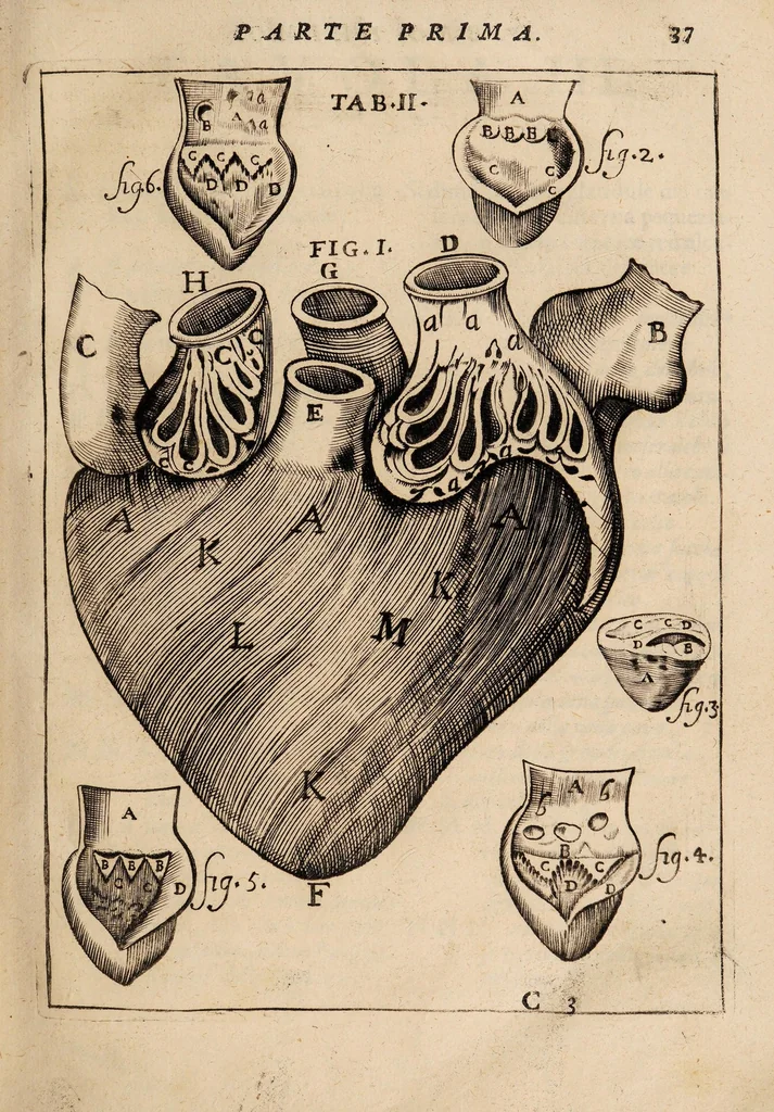 An illustration from Il corpo-umano, o breve storia, dove con nuovo metodo si descrivono in compendio tutti gli organi suoi, e i loro principali ufizi, per istruire a bene intendere, secondo il nuovo sistema, la teorica e pratica medicinale, 1700, leaf 57