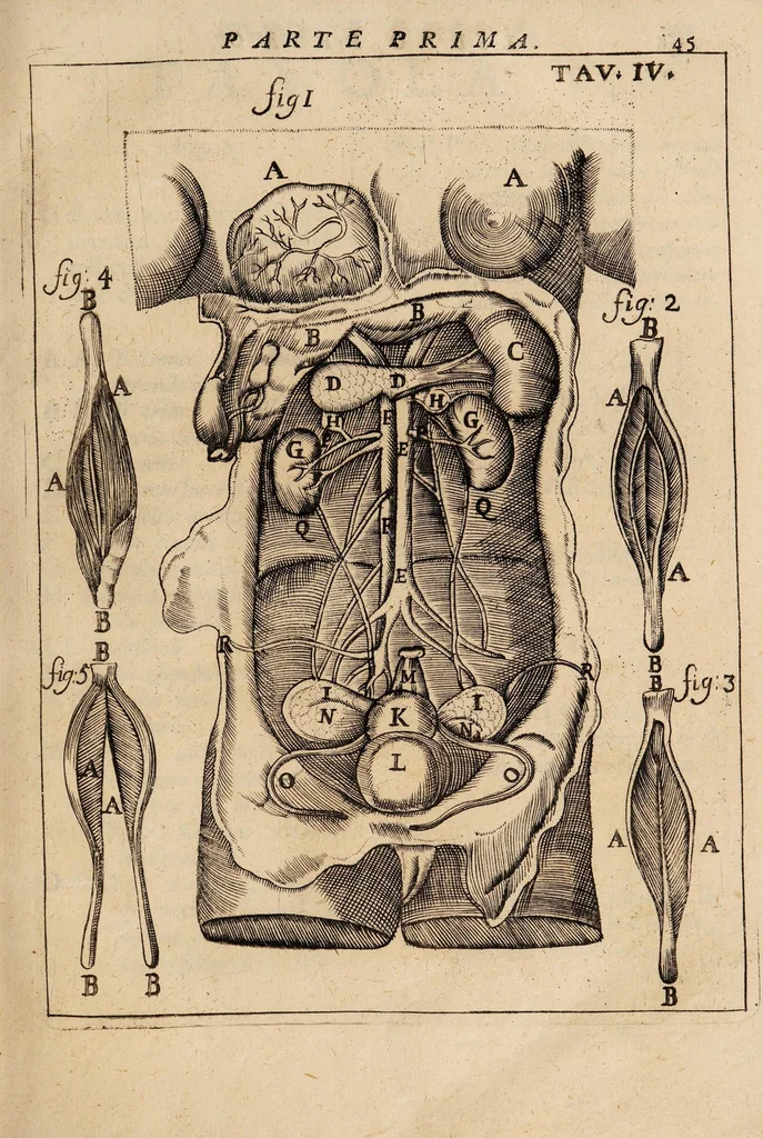 An illustration from Il corpo-umano, o breve storia, dove con nuovo metodo si descrivono in compendio tutti gli organi suoi, e i loro principali ufizi, per istruire a bene intendere, secondo il nuovo sistema, la teorica e pratica medicinale, 1700, leaf 65