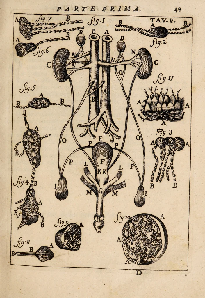 An illustration from Il corpo-umano, o breve storia, dove con nuovo metodo si descrivono in compendio tutti gli organi suoi, e i loro principali ufizi, per istruire a bene intendere, secondo il nuovo sistema, la teorica e pratica medicinale, 1700, leaf 69