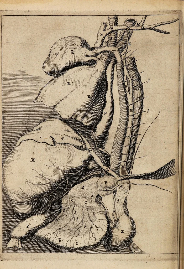 An illustration from Novus ductus chyliferus. Nunc primum delineatus, descriptus et eruditorum examini expositus ..., 1652, leaf 6