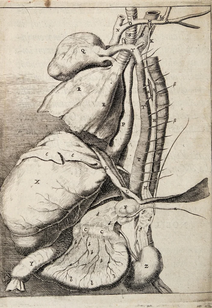 An illustration from Novus ductus chyliferus. Nunc primum delineatus, descriptus et eruditorum examini expositus ..., 1652, leaf 6