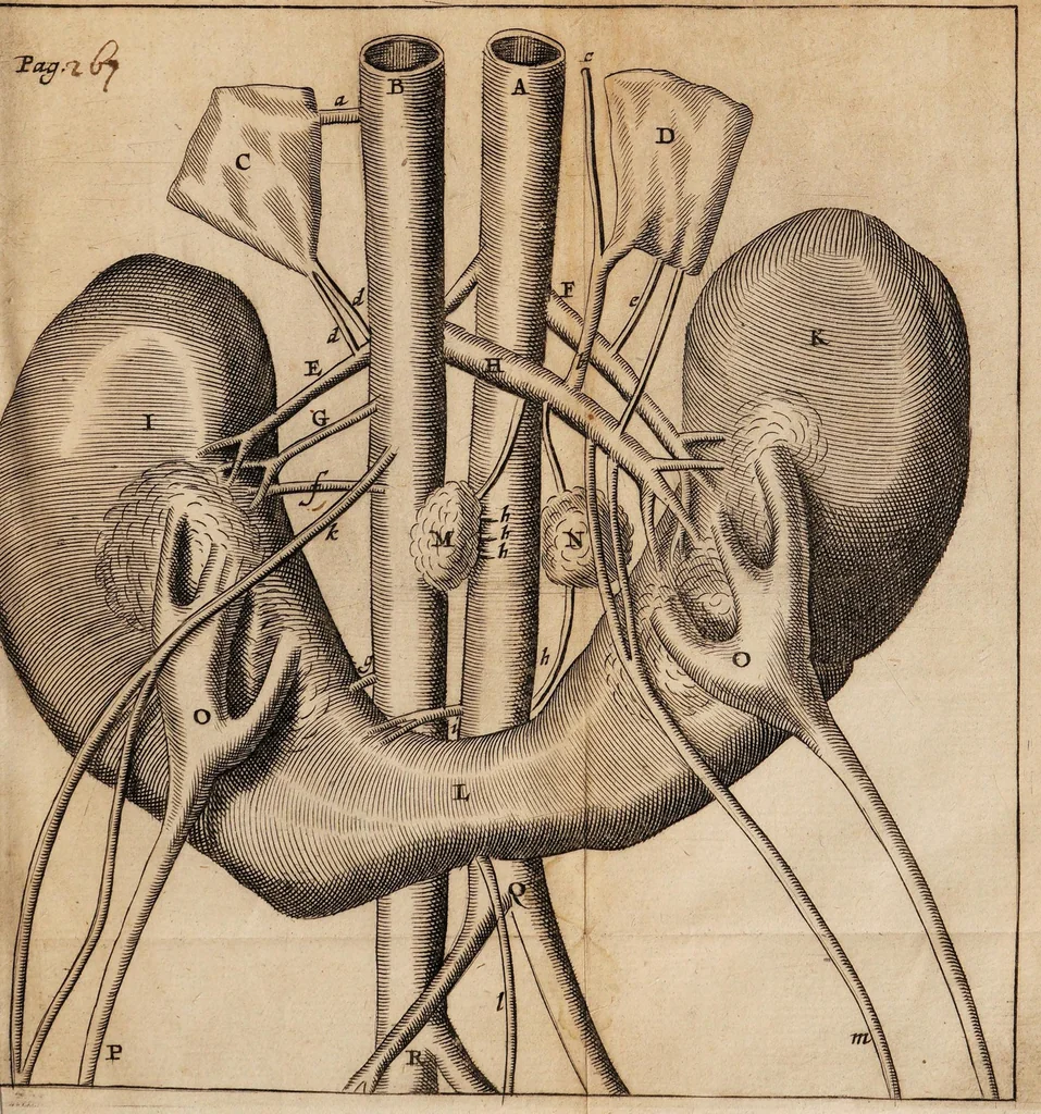 An illustration from Historiarum anatomicarum rariorum centuria I et II, 1654, leaf 195