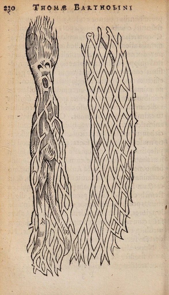 An illustration from Historiarum anatomicarum rariorum centuria I et II, 1654, leaf 262