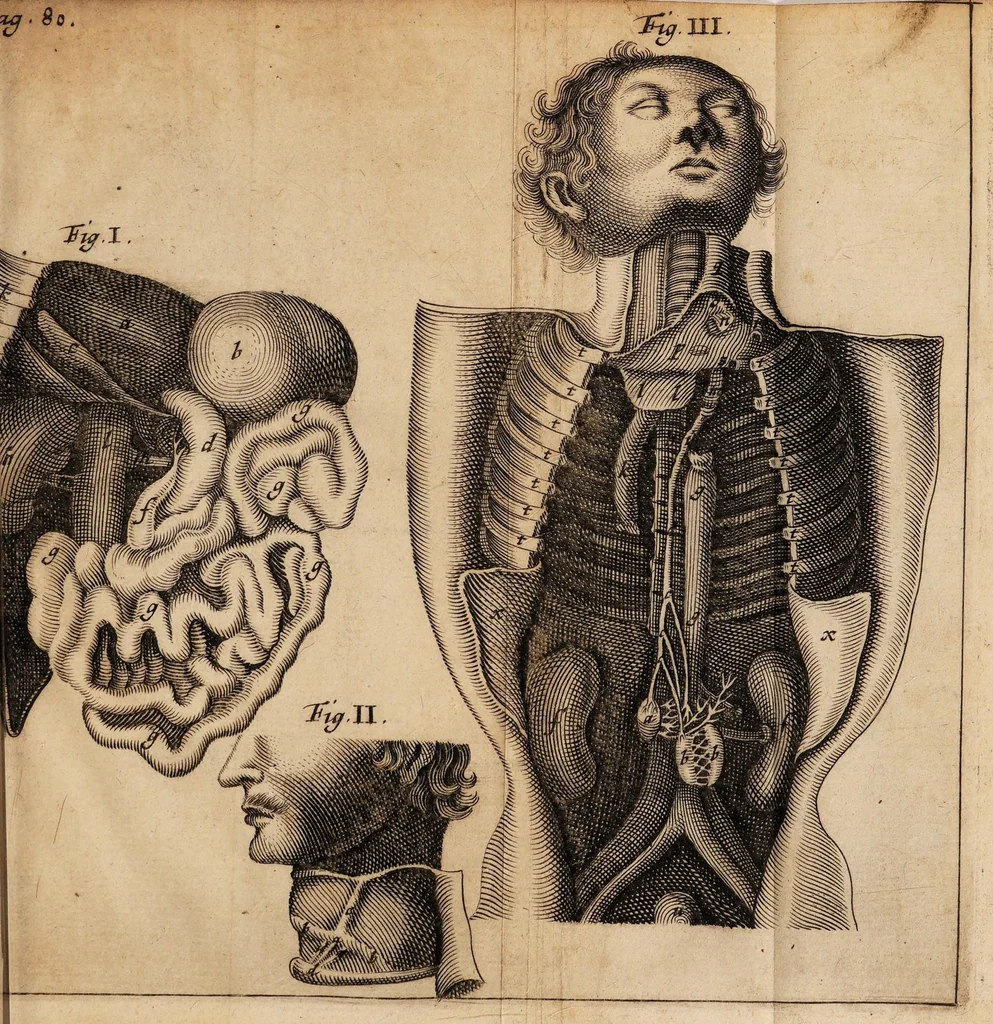 An illustration from Historiarum anatomicarum rariorum centuria I et II, 1654, leaf 95
