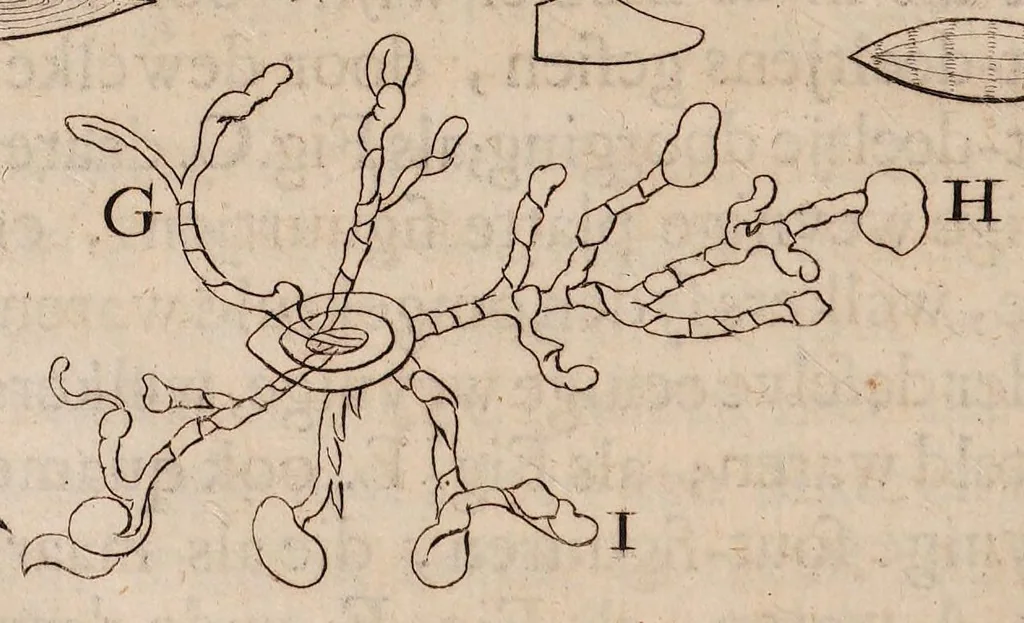 An illustration from Ontledingen en ontdekkingen van de onsigtbare verborgentheden; vervat in verscheyde brieven,, 1685, leaf 72
