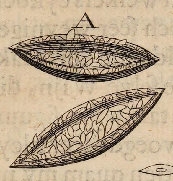An illustration from Ontledingen en ontdekkingen van de onsigtbare verborgentheden; vervat in verscheyde brieven,, 1685, leaf 75