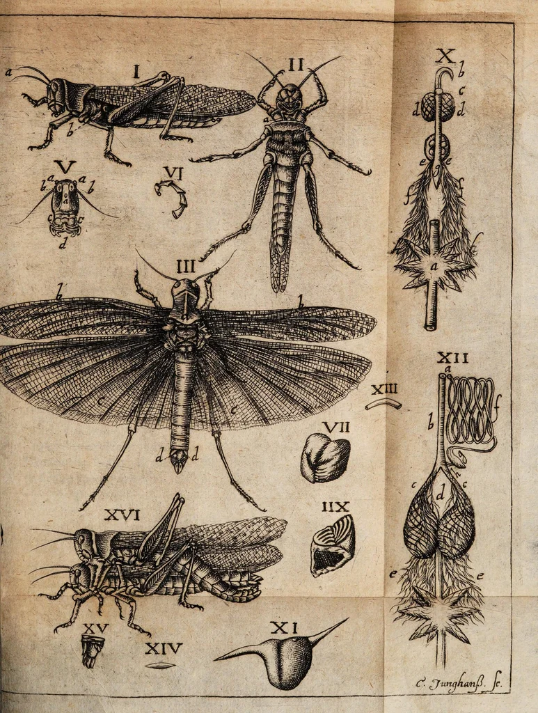An illustration from Phaenomena locustarum, praecipue nuperrimarum, 1693, leaf 17