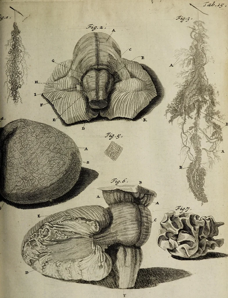An illustration from Epistola anatomica, problematica, duodecima, 1699, leaf 35
