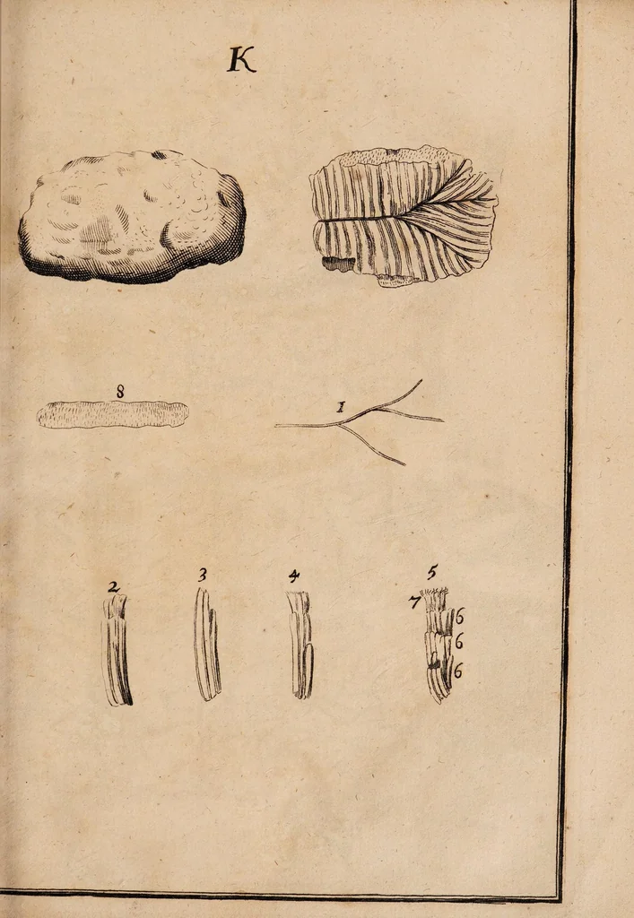 An illustration from Dissertazione epistolare del fosforo minerale ò sia della pietra illuminabile bolognese, 1698, leaf 51
