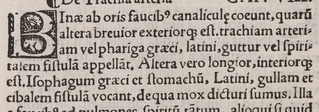 An illustration from Anatomice sive historia corporis humani. Ejusdem collectiones medicinales seu aforismi, 1514, leaf 70