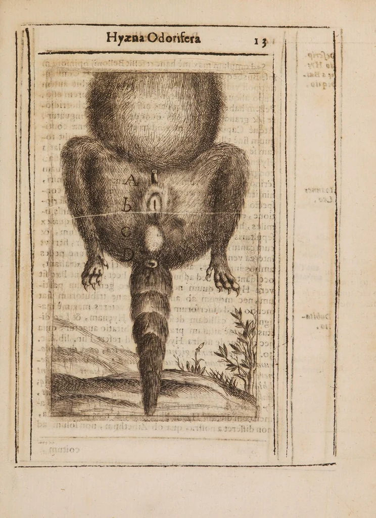 An illustration from Hyaena odorifera, 1638, leaf 25