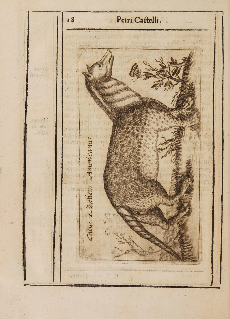 An illustration from Hyaena odorifera, 1638, leaf 30