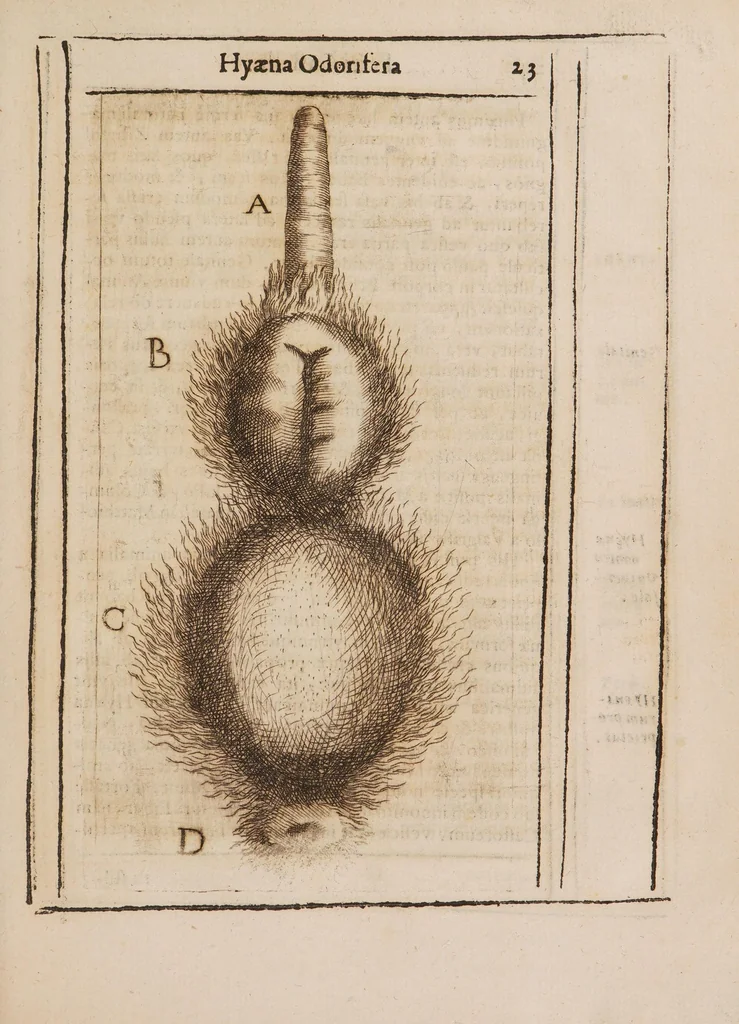 An illustration from Hyaena odorifera, 1638, leaf 35