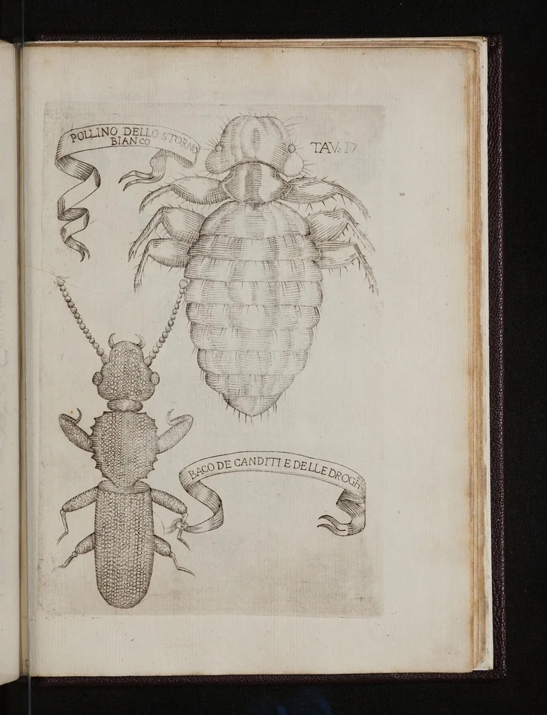 An illustration from Esperienze intorno alla generazione degl'insetti, 1688, leaf 233