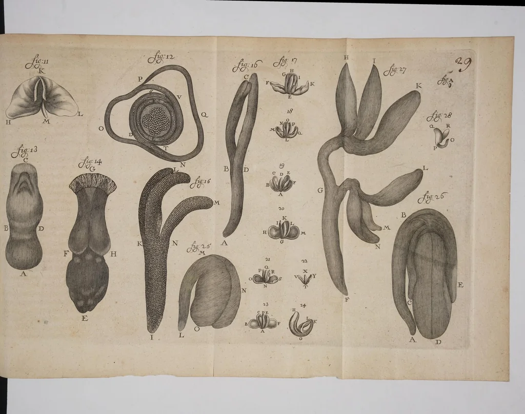 An illustration from Continuatio epistolarum, datarum ad ... Regiam Societatem Londinensem, 1689, leaf 53