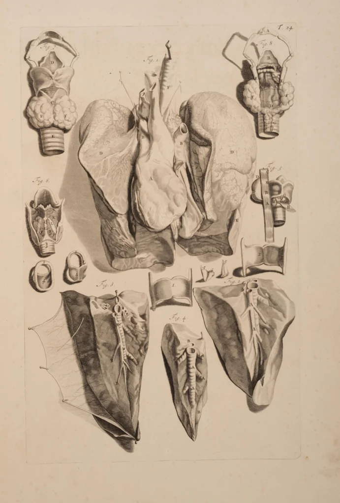 An illustration from Ontleding des menschelyken lichaams ..., 1690, leaf 100