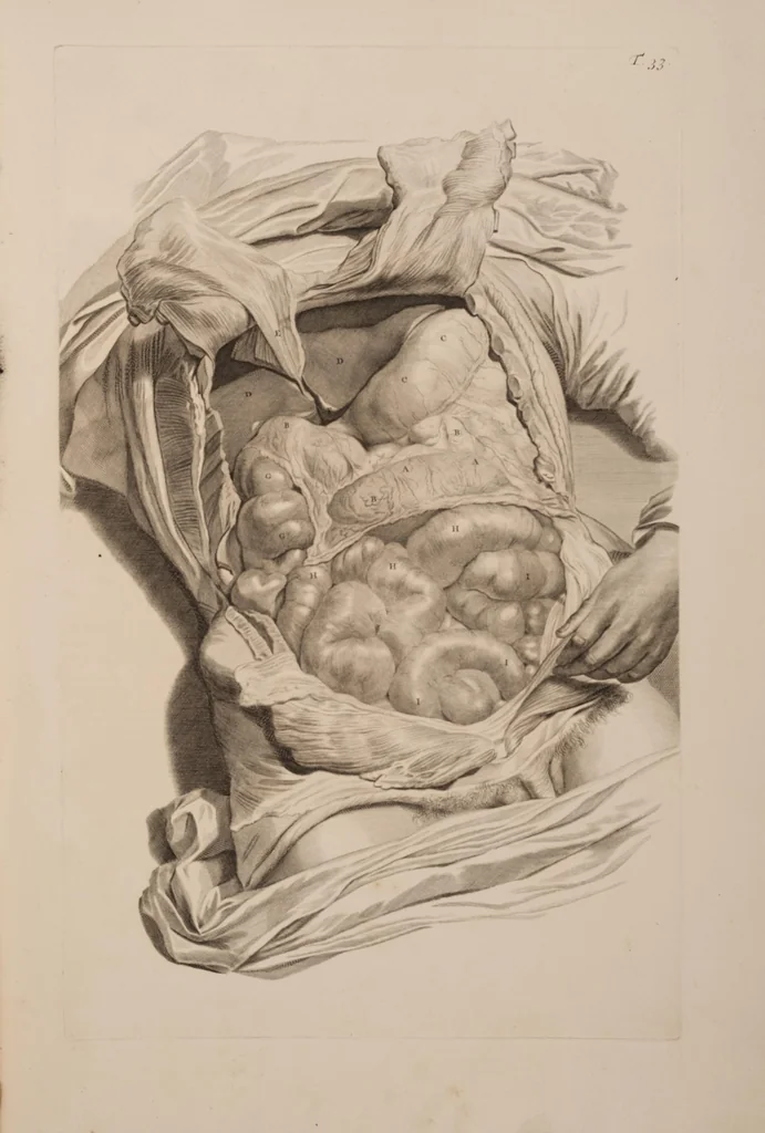 An illustration from Ontleding des menschelyken lichaams ..., 1690, leaf 128
