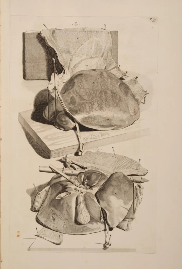 An illustration from Ontleding des menschelyken lichaams ..., 1690, leaf 140