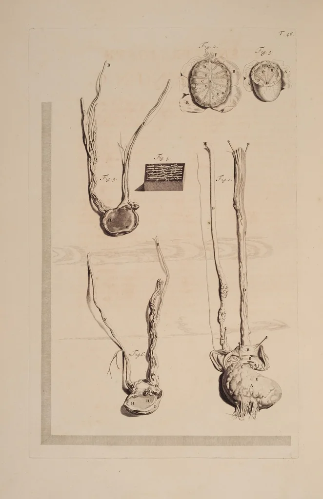 An illustration from Ontleding des menschelyken lichaams ..., 1690, leaf 167