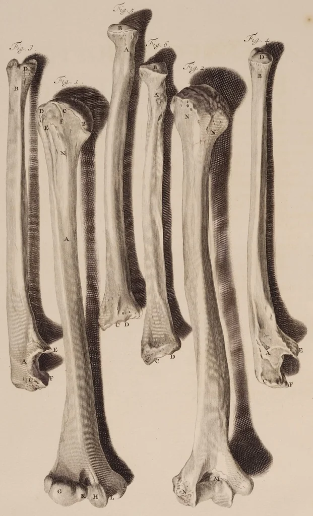 An illustration from Ontleding des menschelyken lichaams ..., 1690, leaf 325