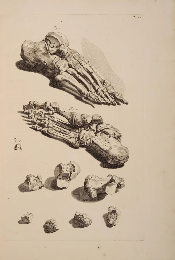 An illustration from Ontleding des menschelyken lichaams ..., 1690, leaf 354