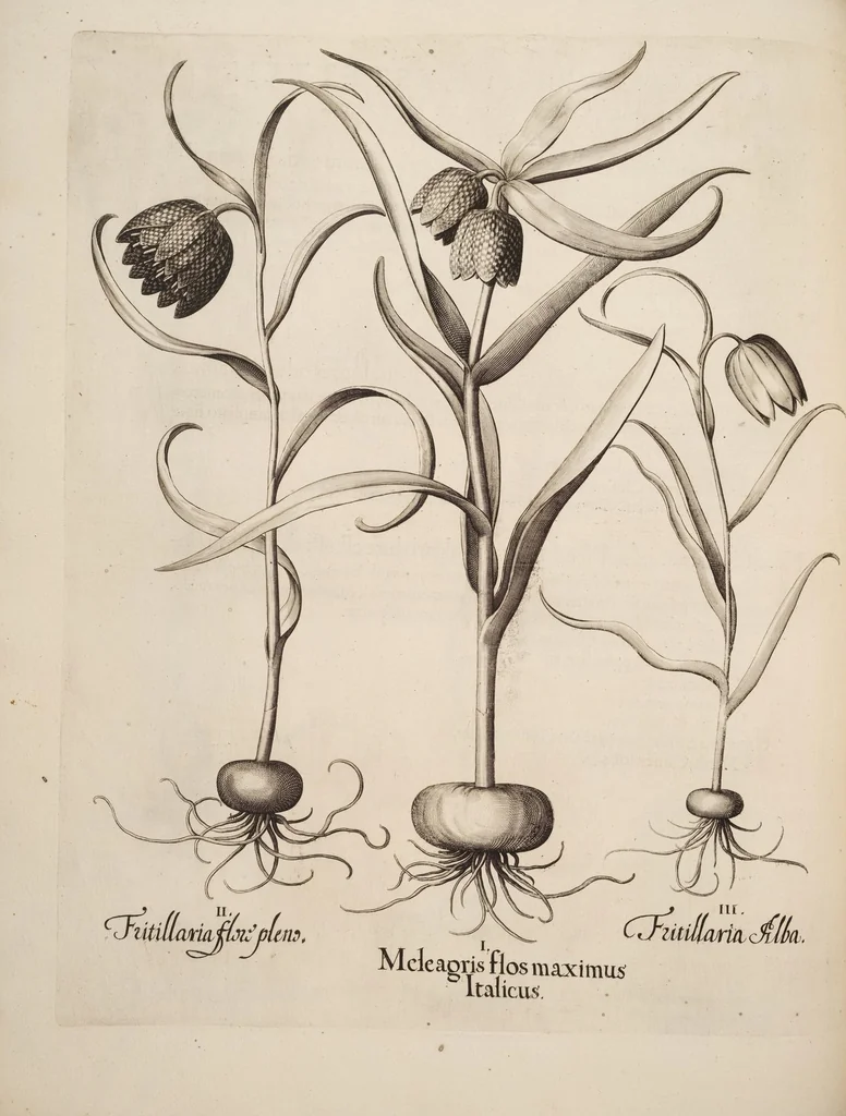 An illustration from Hortus Eystettensis, siue, Diligens et accurata omnium plantarum, florum, stirpium, ex variis orbis terræ partibus, singulari studio collectarum, quæ in celeberrimis viridariis arcem episcopalem ibidem cingentibus, hoc tempore conspiciuntur, delineatio et aduiuum repræsentatio, 1613, leaf 136