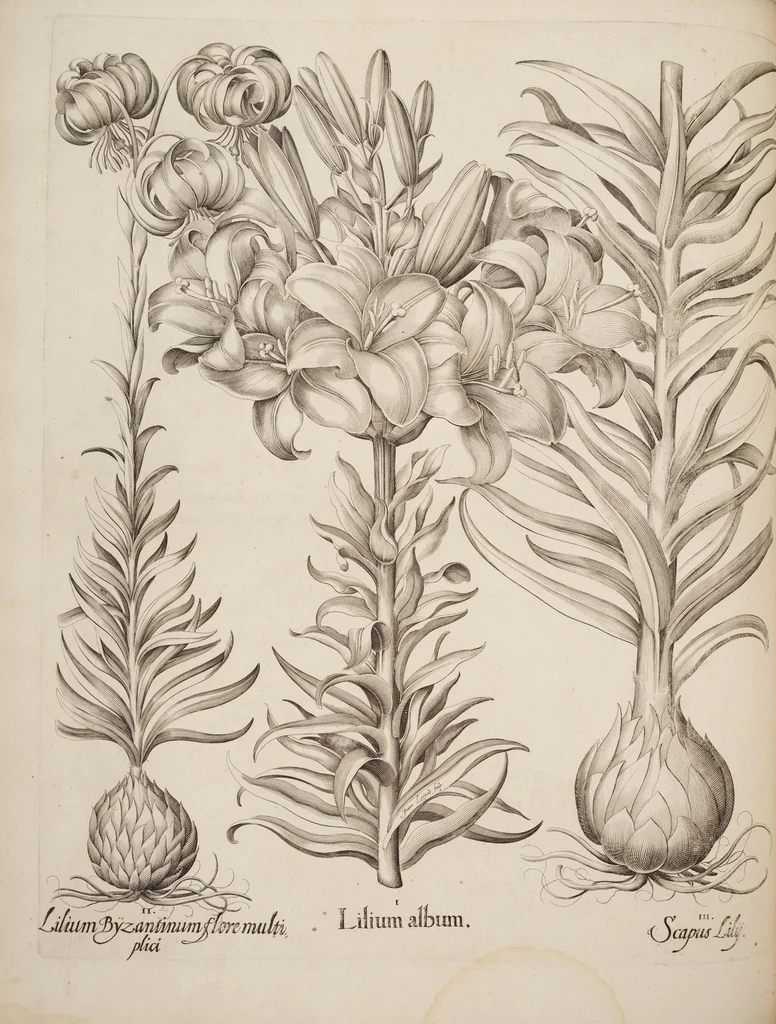 An illustration from Hortus Eystettensis, siue, Diligens et accurata omnium plantarum, florum, stirpium, ex variis orbis terræ partibus, singulari studio collectarum, quæ in celeberrimis viridariis arcem episcopalem ibidem cingentibus, hoc tempore conspiciuntur, delineatio et aduiuum repræsentatio, 1613, leaf 202
