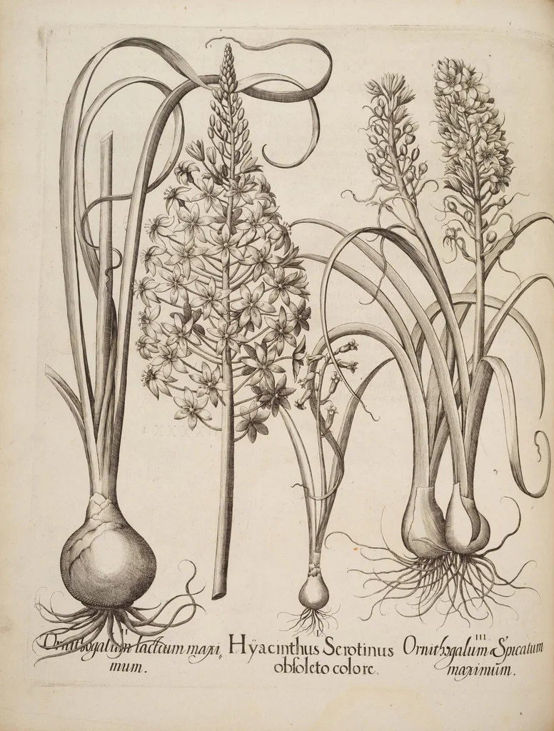 An illustration from Hortus Eystettensis, siue, Diligens et accurata omnium plantarum, florum, stirpium, ex variis orbis terræ partibus, singulari studio collectarum, quæ in celeberrimis viridariis arcem episcopalem ibidem cingentibus, hoc tempore conspiciuntur, delineatio et aduiuum repræsentatio, 1613, leaf 214