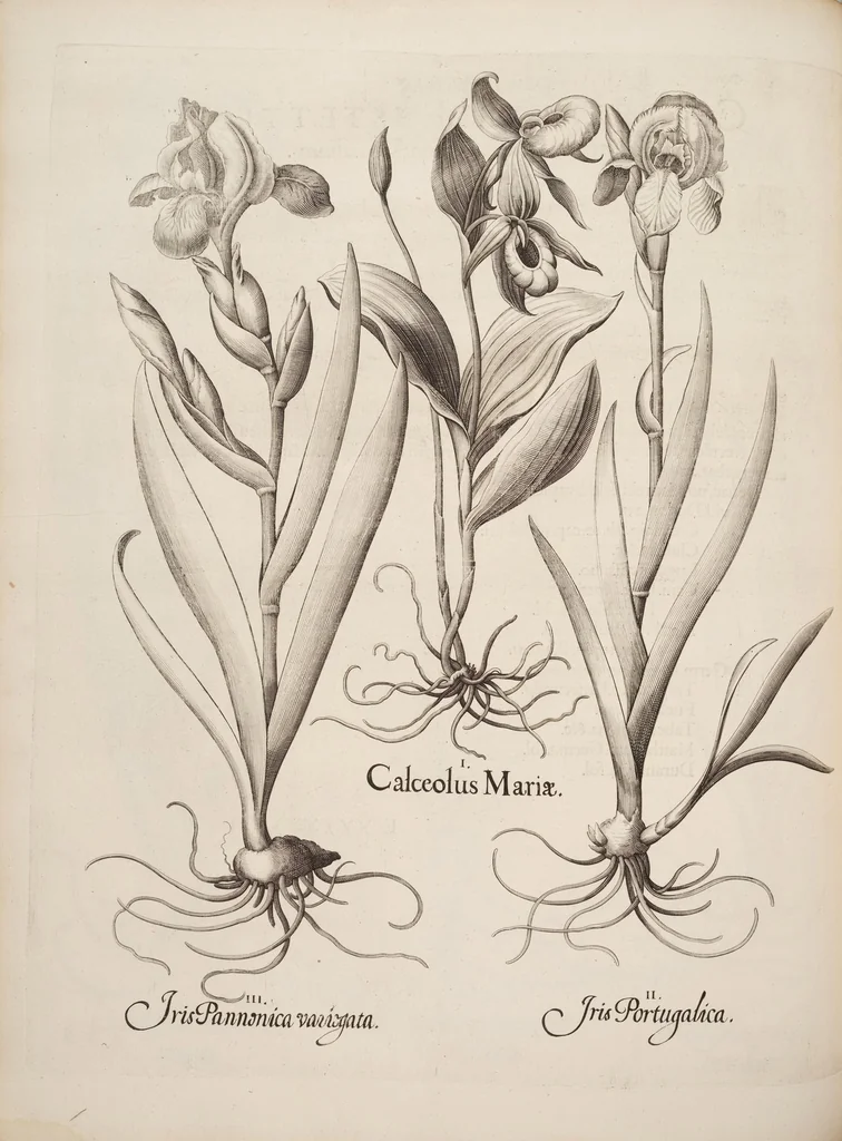 An illustration from Hortus Eystettensis, siue, Diligens et accurata omnium plantarum, florum, stirpium, ex variis orbis terræ partibus, singulari studio collectarum, quæ in celeberrimis viridariis arcem episcopalem ibidem cingentibus, hoc tempore conspiciuntur, delineatio et aduiuum repræsentatio, 1613, leaf 278