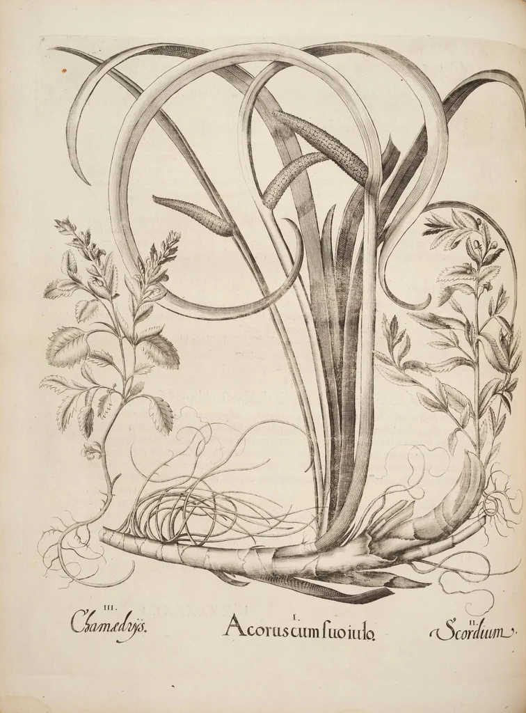An illustration from Hortus Eystettensis, siue, Diligens et accurata omnium plantarum, florum, stirpium, ex variis orbis terræ partibus, singulari studio collectarum, quæ in celeberrimis viridariis arcem episcopalem ibidem cingentibus, hoc tempore conspiciuntur, delineatio et aduiuum repræsentatio, 1613, leaf 284
