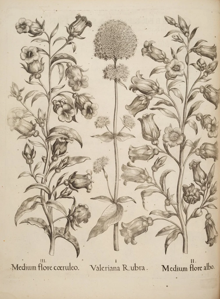 An illustration from Hortus Eystettensis, siue, Diligens et accurata omnium plantarum, florum, stirpium, ex variis orbis terræ partibus, singulari studio collectarum, quæ in celeberrimis viridariis arcem episcopalem ibidem cingentibus, hoc tempore conspiciuntur, delineatio et aduiuum repræsentatio, 1613, leaf 356