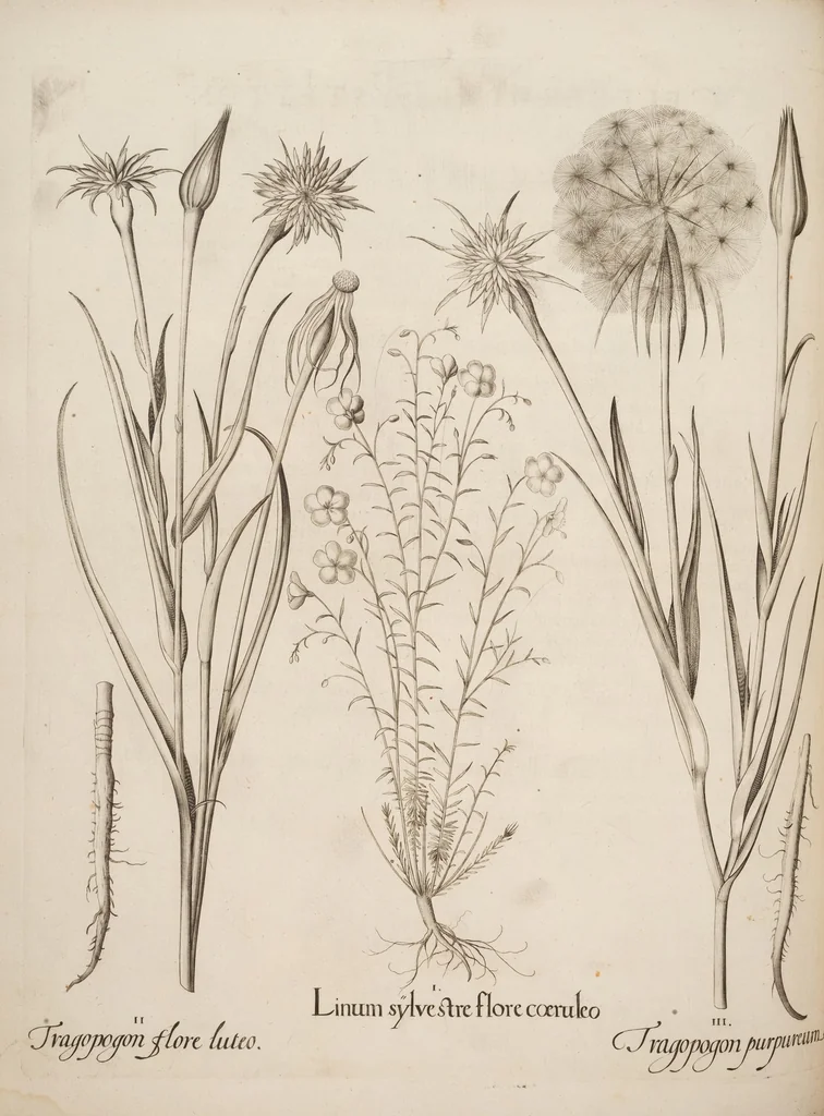 An illustration from Hortus Eystettensis, siue, Diligens et accurata omnium plantarum, florum, stirpium, ex variis orbis terræ partibus, singulari studio collectarum, quæ in celeberrimis viridariis arcem episcopalem ibidem cingentibus, hoc tempore conspiciuntur, delineatio et aduiuum repræsentatio, 1613, leaf 376